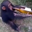Chimp Champ