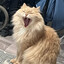 PivBoyarin