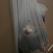 phenylephrine GGDrop.com