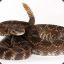 tharattlesnake
