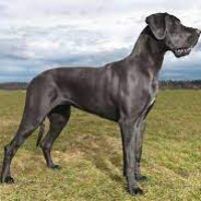 GreatDane:>