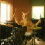 meowcolm todd