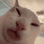 Mr.Cat