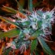 nycsourdiesel - steam id 76561197965464193