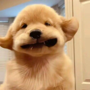 海绵宝堡（手把幼崽版）