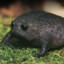 RICHINO