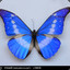 Morpho Helena