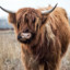 I ran into a yak