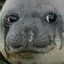 sad seal