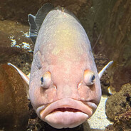 Skalman