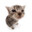 Frenchie