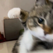 42
