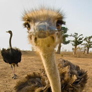 Ete1n - steam id 76561199079482716