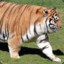 Fat Tiger