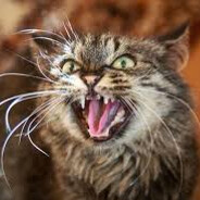 кошка с хуем