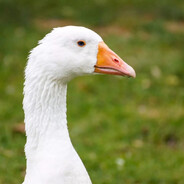 †𝔾𝕦𝕤𝕤†