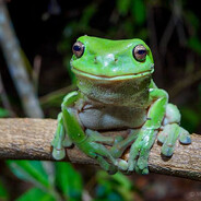 manictreefrog