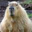 capybara65