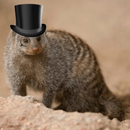Mongoose