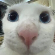 大厨为你烹饪美味