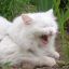 White cat