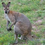 Kenguru