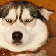 不知妻美刘强东