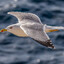SeagullN