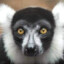 Lairy_Lemur