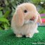 Little Rabbit
