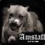 Amstaff-NVB