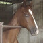 Wise and all-knowing horse