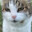 Котичек