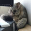 He sit