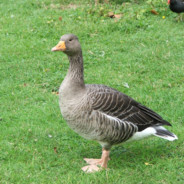 not a goose