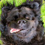 beardog