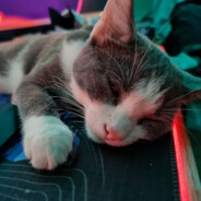 ☜❶☞Furseck☜❶☞