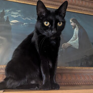 Vinegar Strokes's avatar