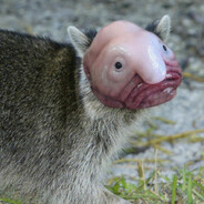 Toreeeeeh Trashy Panda