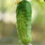 Cucumber