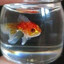 Mini_fish