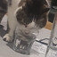 Slightly Intelligent Cat