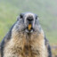 MARMOTINHA