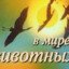 В мире дотеров