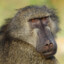 baboon