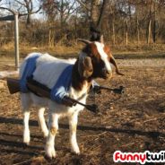 I´m ok..but my goat is AMAZING