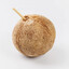 g.coconut