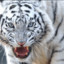 White tiger