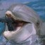 Dolphin Terror