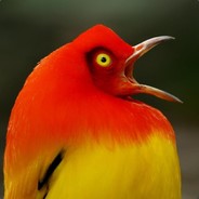 Flame Bowerbird